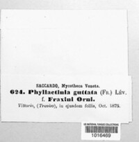 Phyllactinia guttata image